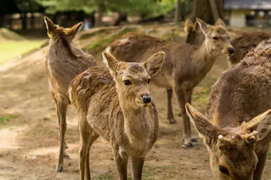 The sacred of deer in Nara Park